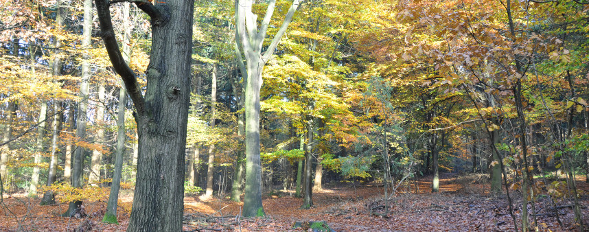 Dr-Roels-column